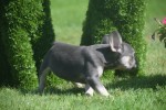 Bouldogue Francais (reu) 72740