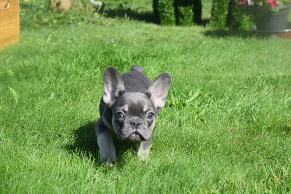 Bouldogue Francais (reu) 72740