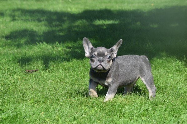 Bouldogue Francais (reu) 72740