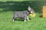 Bouldogue Francais (reu) 72740