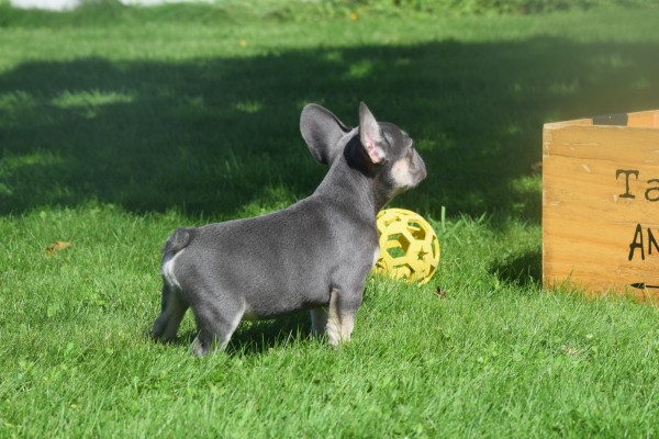 Bouldogue Francais (reu) 72740
