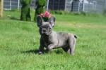 Bouldogue Francais (reu) 72139