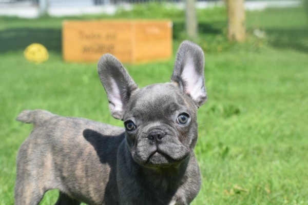 Bouldogue Francais (reu) 72139