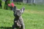 Bouldogue Francais (reu) 72139
