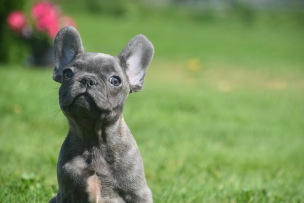 Bouldogue Francais (reu) 72139