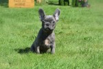 Bouldogue Francais (reu) 72139