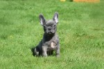 Bouldogue Francais (reu) 72139