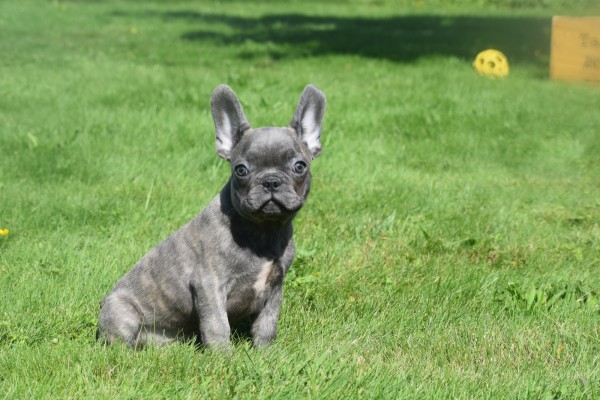 Bouldogue Francais (reu) 72139