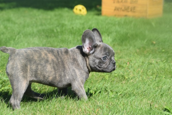 Bouldogue Francais (reu) 72139