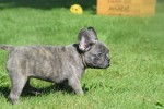 Bouldogue Francais (reu) 72139