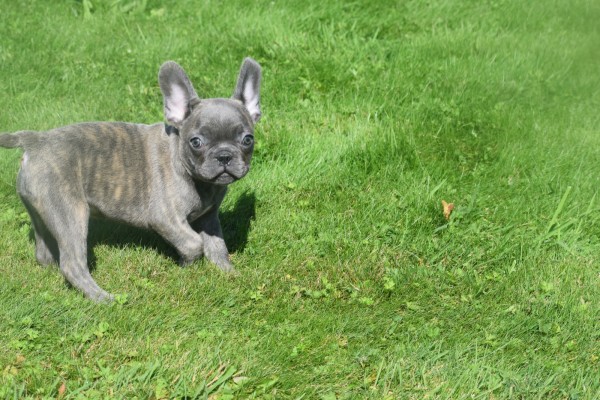 Bouldogue Francais (reu) 72139