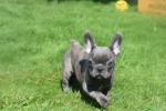 Bouldogue Francais (reu) 72139