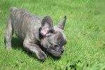 Bouldogue Francais (reu) 72139