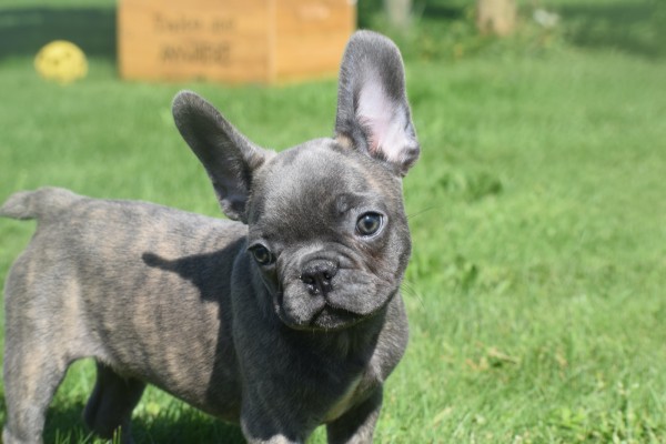 Bouldogue Francais (reu) 72139