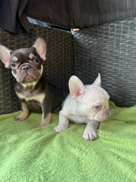Franse bulldog