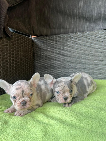 Franse bulldog