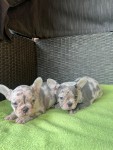 Franse bulldog
