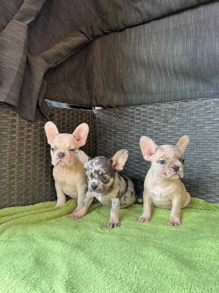 Franse bulldog