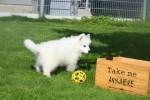 Samojeed (reu) 75550