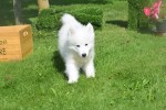 Samojeed (teef) 75553