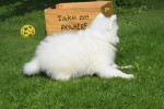 Samojeed (teef) 75553