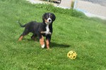 Berner sennenhond (reu) 96681