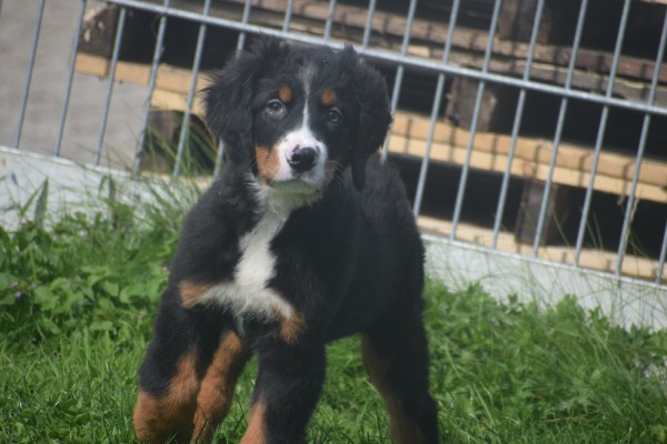 Berner sennenhond (reu) 96681