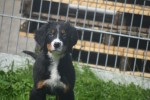 Berner sennenhond (reu) 96681