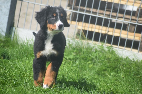 Berner sennenhond (reu) 96681
