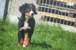 Berner sennenhond (reu) 96681