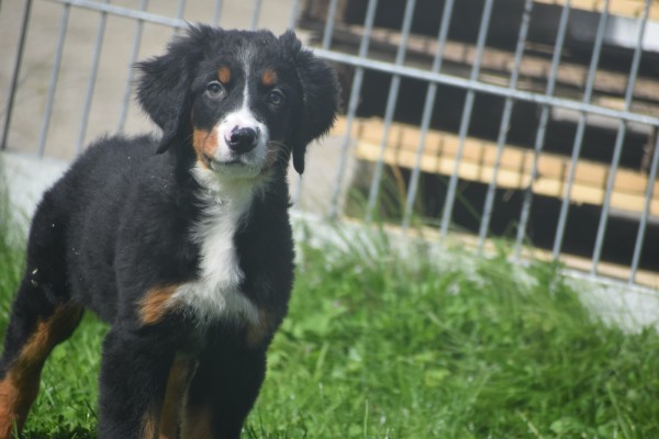 Berner sennenhond (reu) 96681
