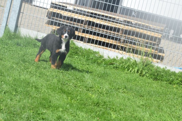 Berner sennenhond (reu) 96681