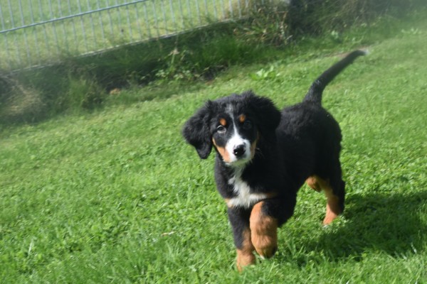 Berner sennenhond (reu) 96681