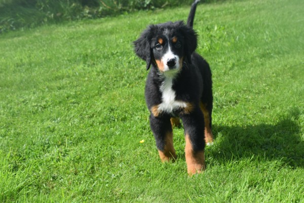 Berner sennenhond (reu) 96681