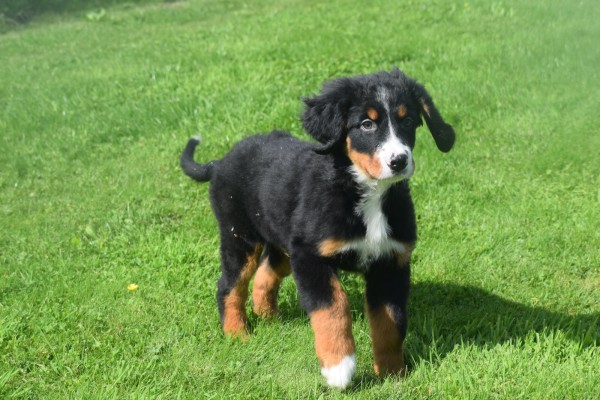 Berner sennenhond (reu) 96681