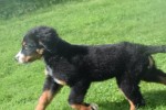 Berner sennenhond (reu) 96681