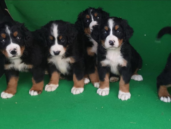 Berner sennenhond (reu) 96681