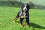 Berner sennenhond (teef) 96685