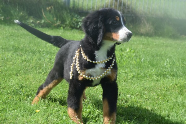 Berner sennenhond (teef) 96685