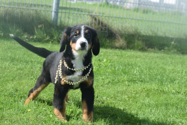 Berner sennenhond (teef) 96685