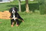 Berner sennenhond (teef) 96685