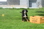 Berner sennenhond (teef) 96685