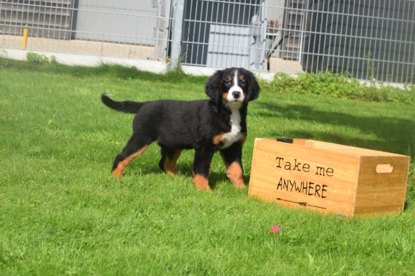 Berner sennenhond (teef) 96685