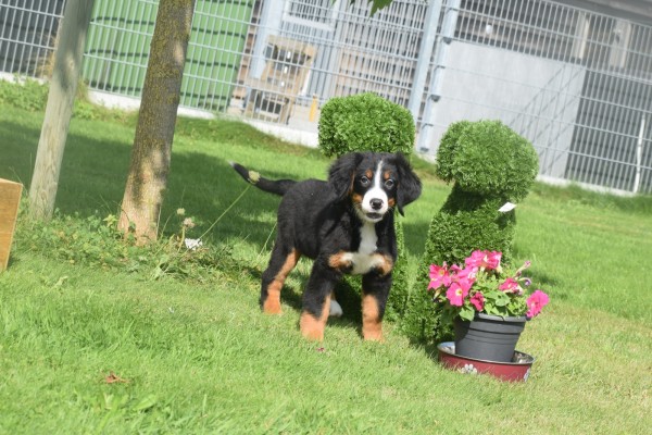 Berner sennenhond (teef) 96685