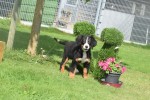 Berner sennenhond (teef) 96685