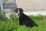 Berner sennenhond (teef) 96684