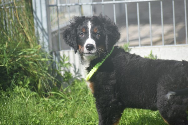 Berner sennenhond (teef) 96684