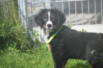 Berner sennenhond (teef) 96684