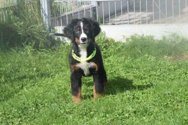 Berner sennenhond (teef) 96684