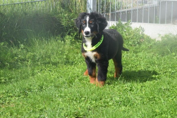 Berner sennenhond (teef) 96684